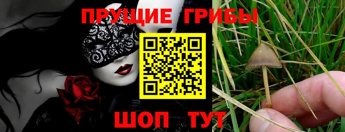 Псилоцибиновые грибы Psilocybe Химки